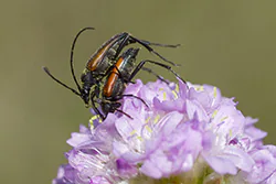  (Stenurella melanura)