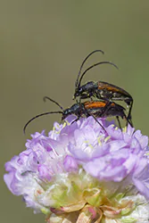  (Stenurella melanura)