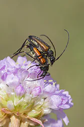  (Stenurella melanura)