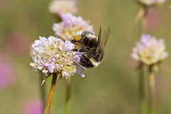 Bumblebee (Bombus sp)