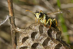 Klecanka pospolita (Polistes gallicus)