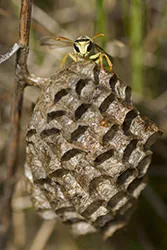 Klecanka pospolita (Polistes gallicus)
