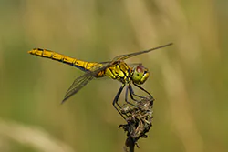 Ruddy Darter (Sympetrum sanguineum)
