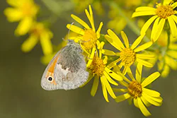 Small Heath (Coenonympha pamphilus)