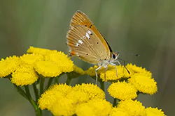 Czerwończyk dukacik (Lycaena virgaureae)