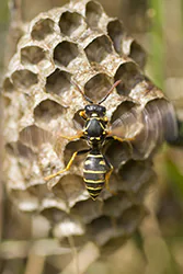 Klecanka pospolita (Polistes gallicus)