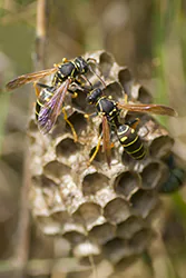 Klecanka pospolita (Polistes gallicus)