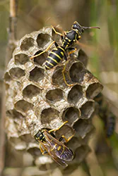 Klecanka pospolita (Polistes gallicus)