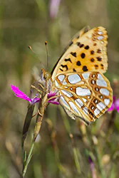 Queen of Spain Fritillary (Issoria lathonia)