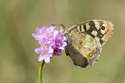 Speckled Wood (Pararge aegeria)