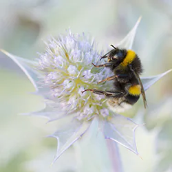 Bumblebee (Bombus sp)