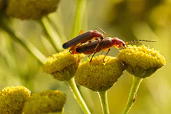 Common Red Soldier Beetle (Rhagonycha fulva)