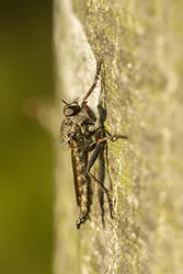  (Neoitamus sp)