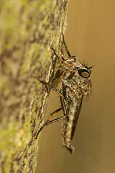  (Neoitamus sp)
