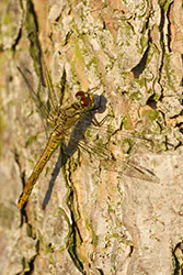 Szablak krwisty (Sympetrum sanguineum)