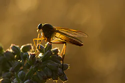 Marsh Snipefly (Rhagio tringarius)
