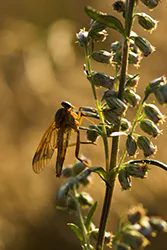 Marsh Snipefly (Rhagio tringarius)