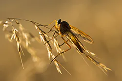 Marsh Snipefly (Rhagio tringarius)