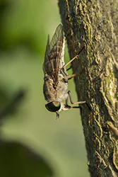 Bąk bydlęcy (Tabanus bovinus)