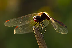 Ruddy Darter (Sympetrum sanguineum)