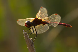 Ruddy Darter (Sympetrum sanguineum)