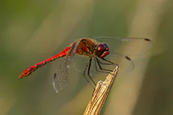 Ruddy Darter (Sympetrum sanguineum)