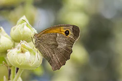 Meadow Brown (Maniola jurtina)