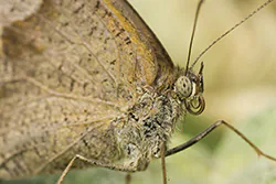 Meadow Brown (Maniola jurtina)