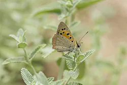 Czerwończyk żarek (Lycaena phlaeas)
