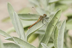 Ruddy Darter (Sympetrum sanguineum)