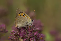 Czerwończyk żarek (Lycaena phlaeas)
