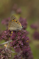 Czerwończyk żarek (Lycaena phlaeas)
