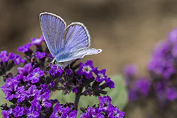 Modraszek ikar (Polyommatus icarus)