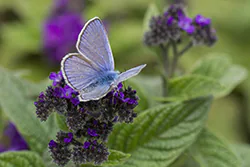 Modraszek ikar (Polyommatus icarus)