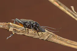 Field Cricket (Gryllus campestris)