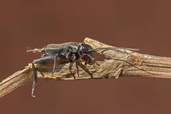 Field Cricket (Gryllus campestris)