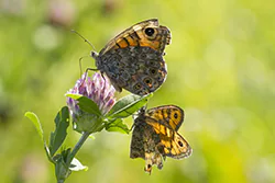 Wall Brown (Lasiommata megera)