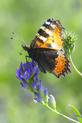 Rusałka pokrzywnik (Aglais urticae)