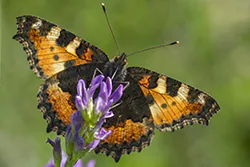 Rusałka pokrzywnik (Aglais urticae)