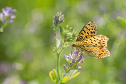 Queen of Spain Fritillary (Issoria lathonia)