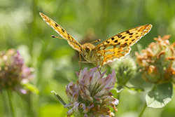 Queen of Spain Fritillary (Issoria lathonia)