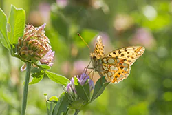 Queen of Spain Fritillary (Issoria lathonia)