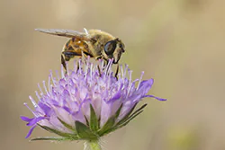 Drone Fly (Eristalis tenax)