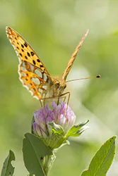 Queen of Spain Fritillary (Issoria lathonia)
