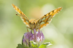 Queen of Spain Fritillary (Issoria lathonia)
