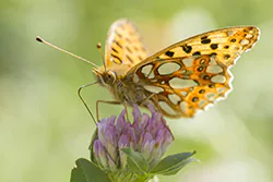 Queen of Spain Fritillary (Issoria lathonia)