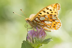Queen of Spain Fritillary (Issoria lathonia)