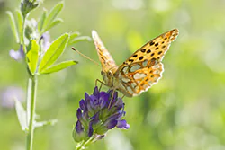 Queen of Spain Fritillary (Issoria lathonia)
