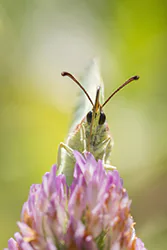 Latolistek cytrynek (Gonepteryx rhamni)