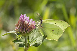 Latolistek cytrynek (Gonepteryx rhamni)